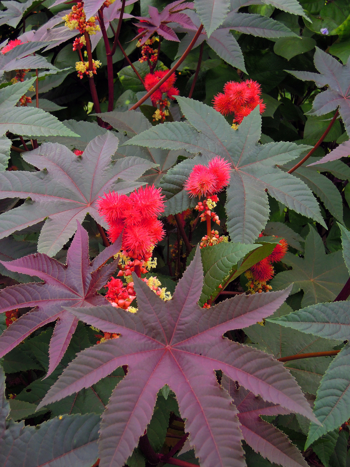 Клещевина обыкновенная (Ricinus communis)