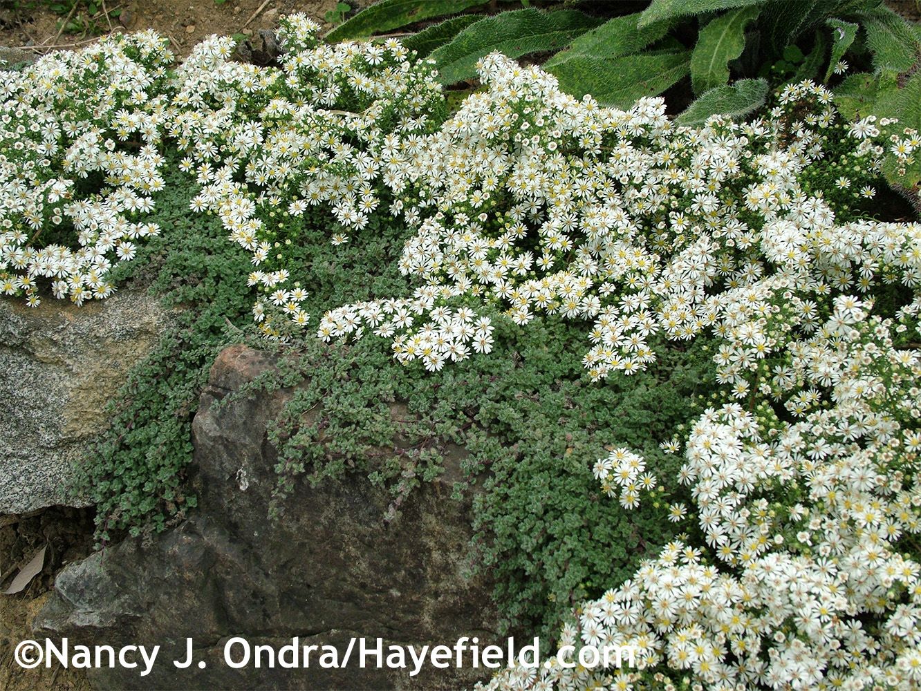 Aster ericoides Snow Flurry