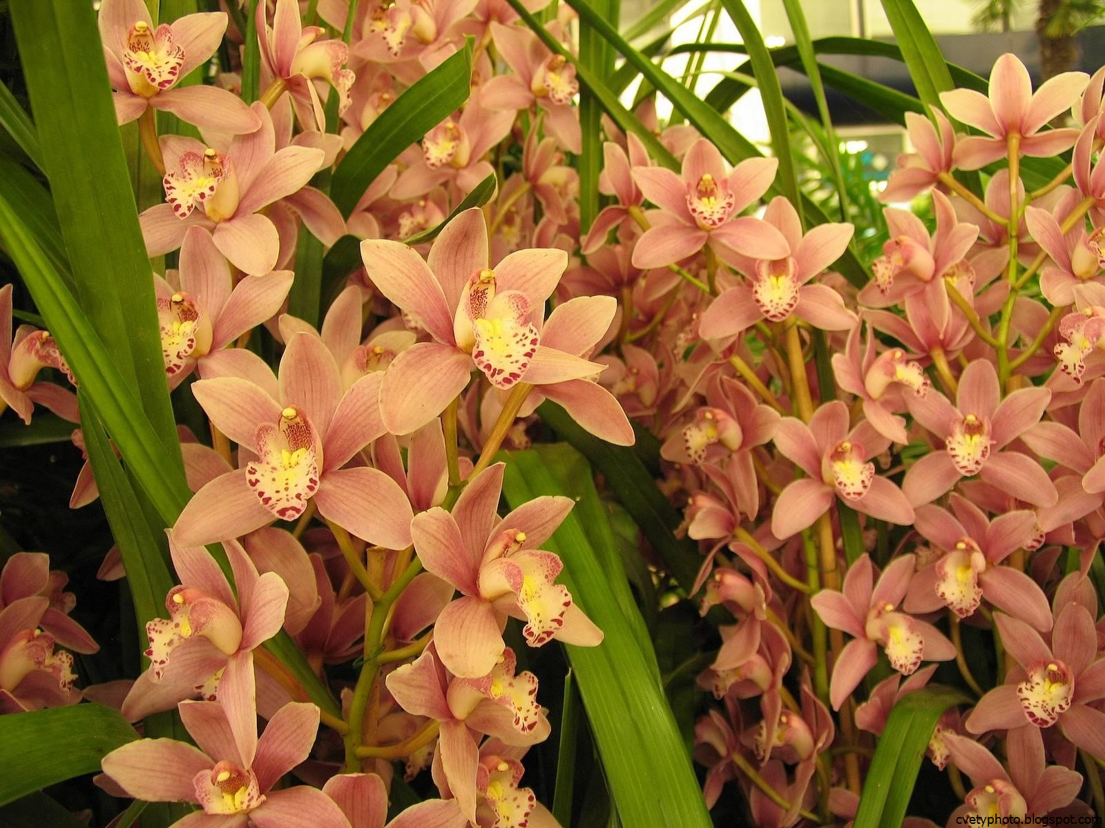 Орхидея Цимбидиум Фото