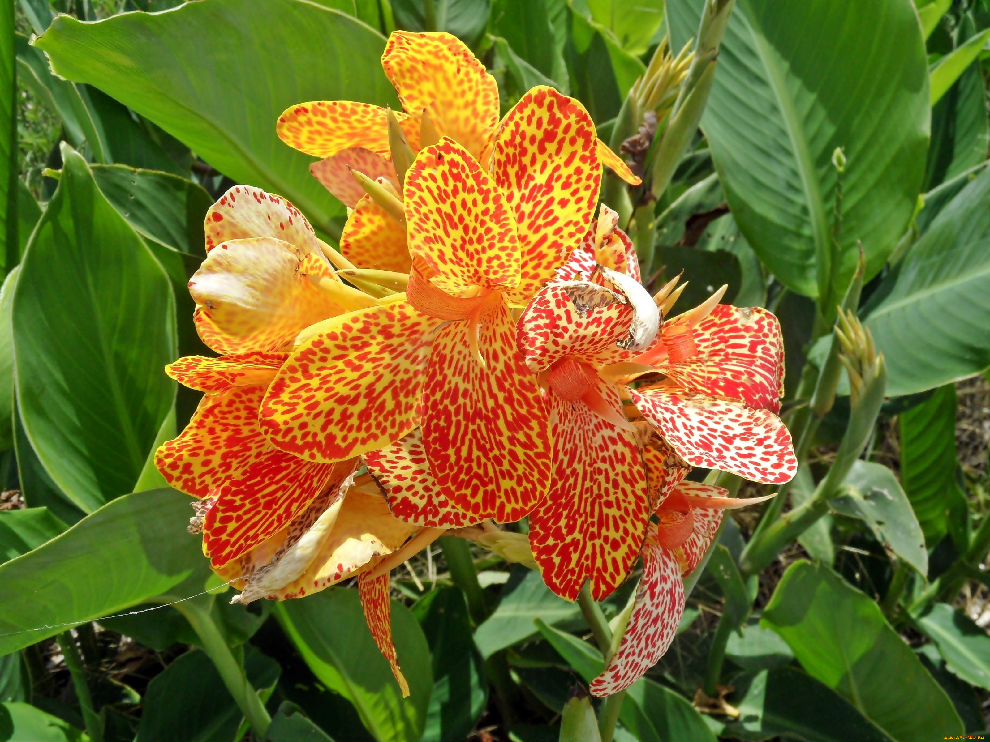 Канна (canna) Carnaval