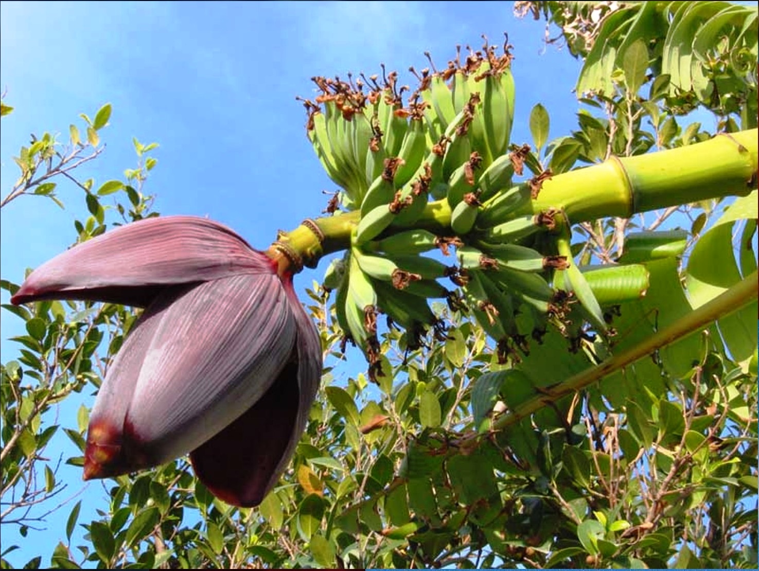 Банановое дерево цветение