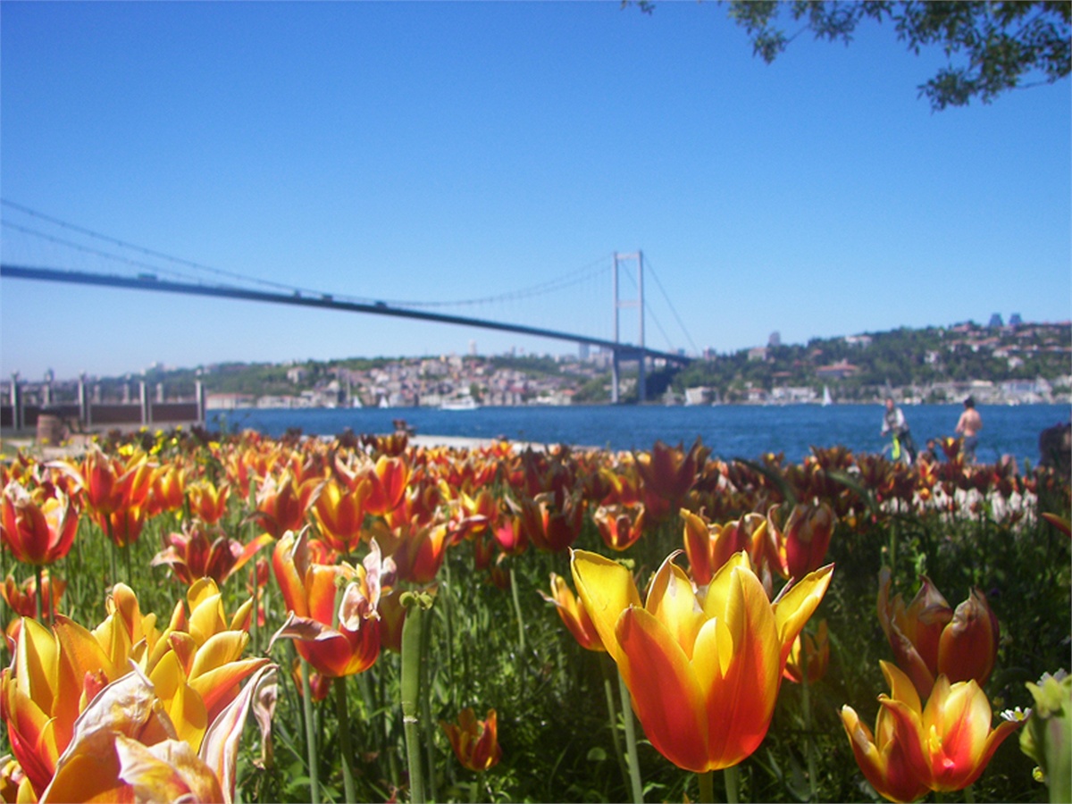 Турция Босфор цветы