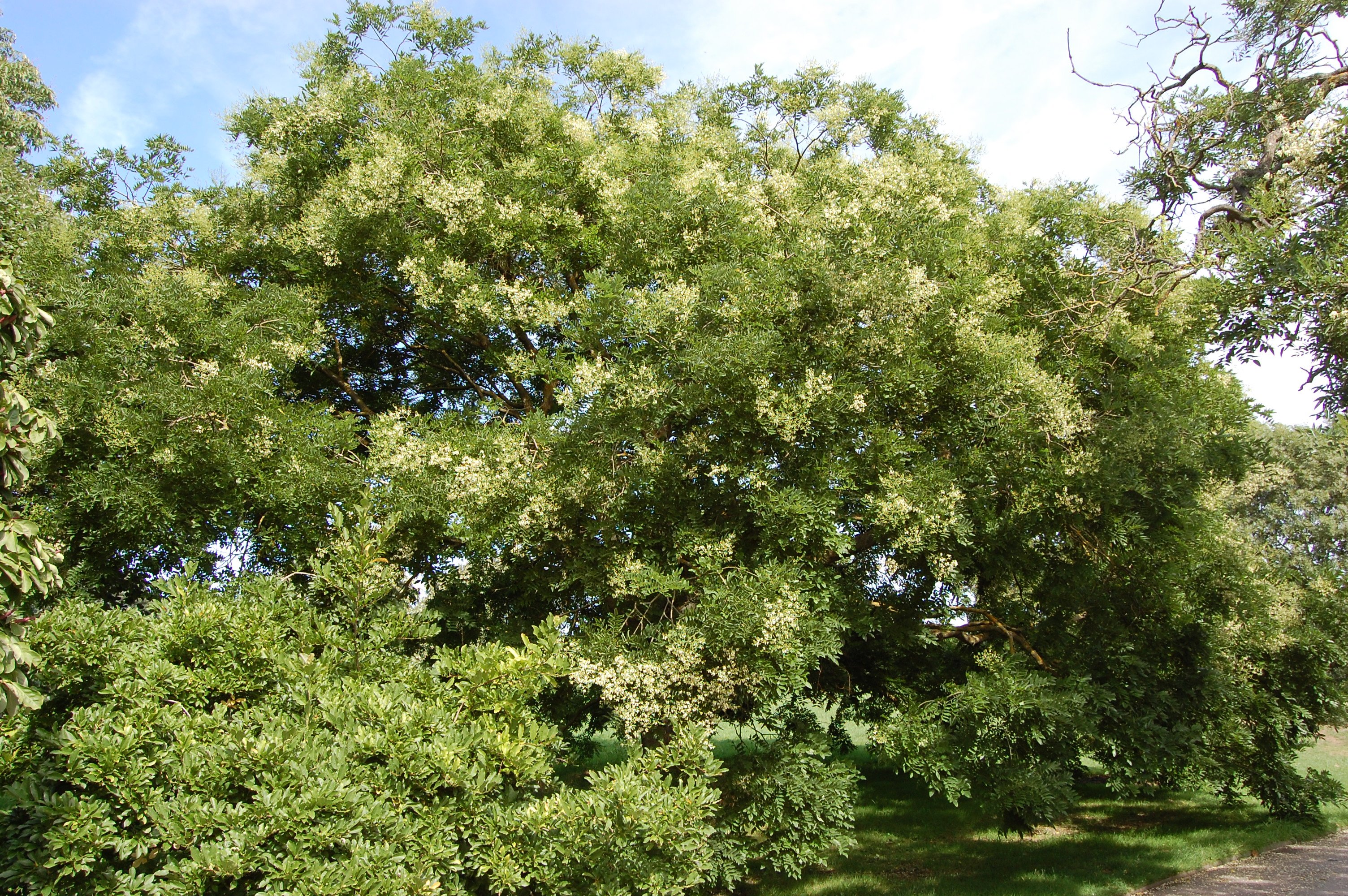 Дерево софора Крымская