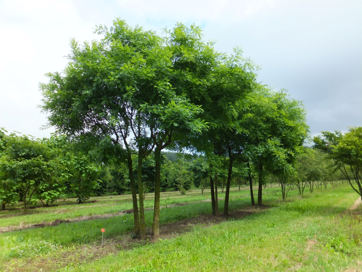 Сафора японская дерево (150-200см)