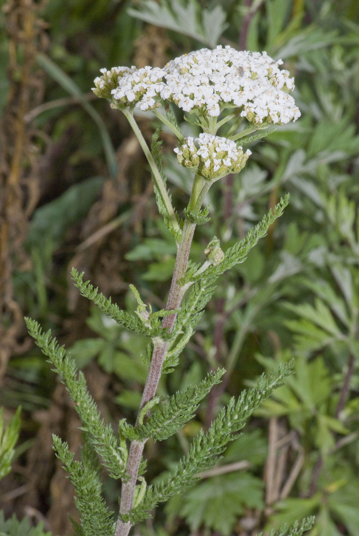 Тысячелистник обыкновенный (Achillea millefolium l.)