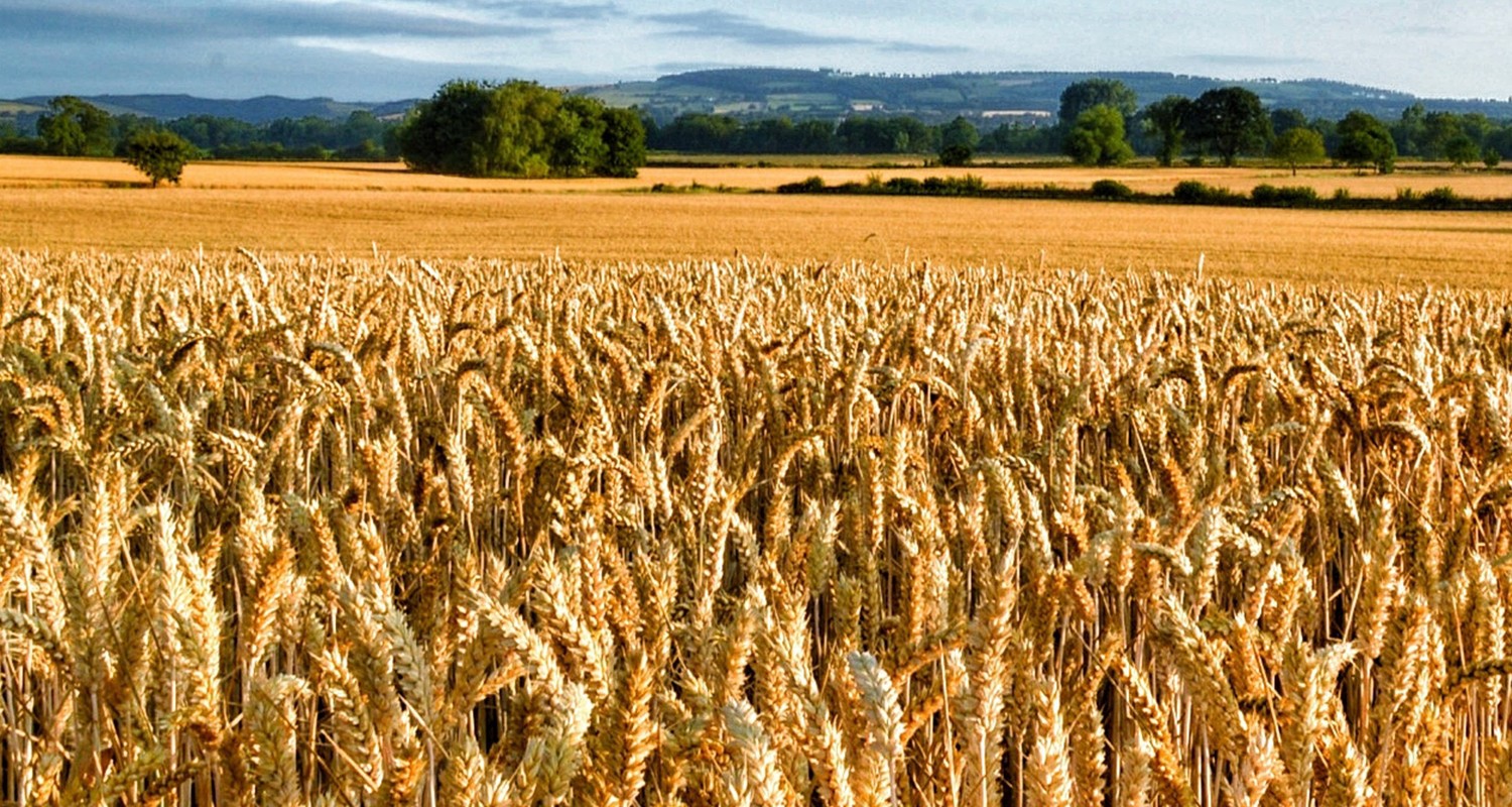 Пшеничный штат Канзас уборка пшеницы