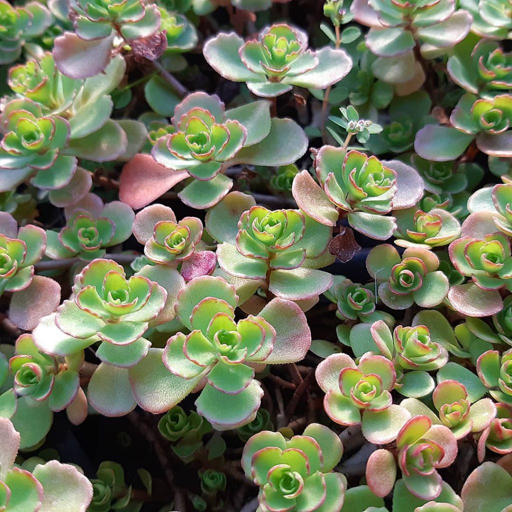 Очиток ложный (Sedum spurium `Roseum`)