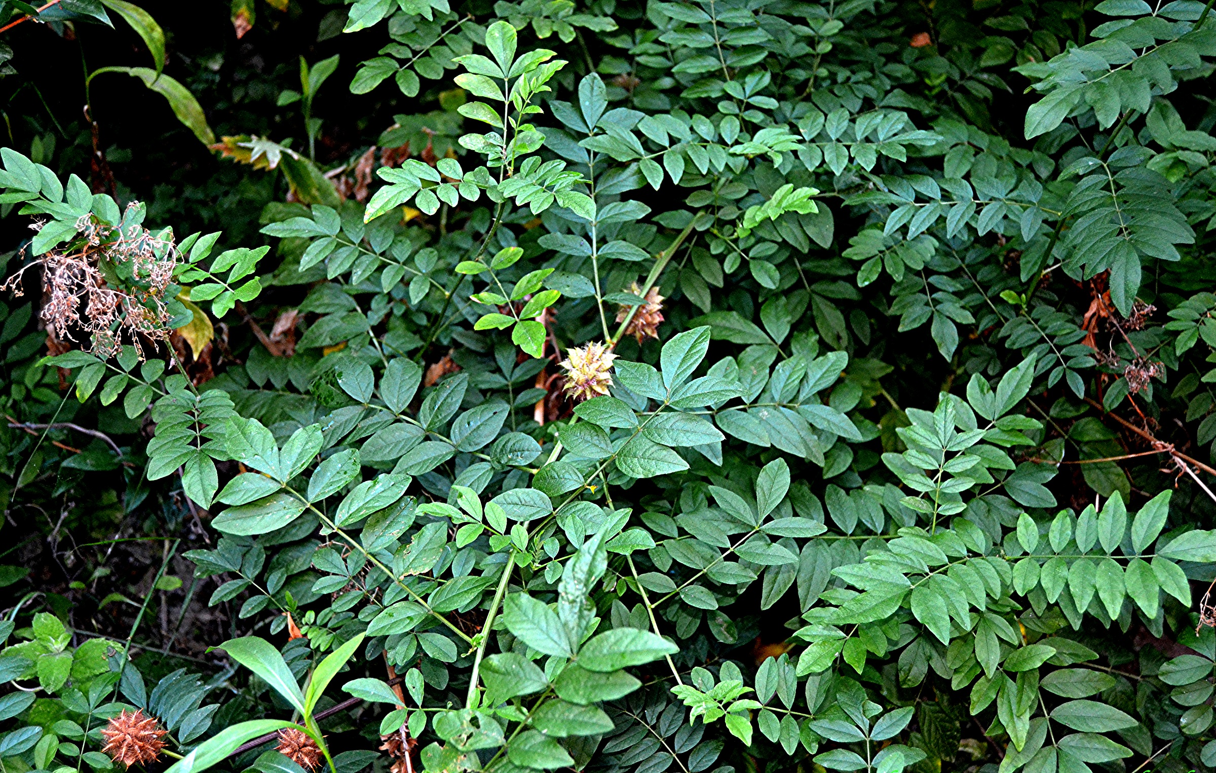 Солодка Glycyrrhiza glabra