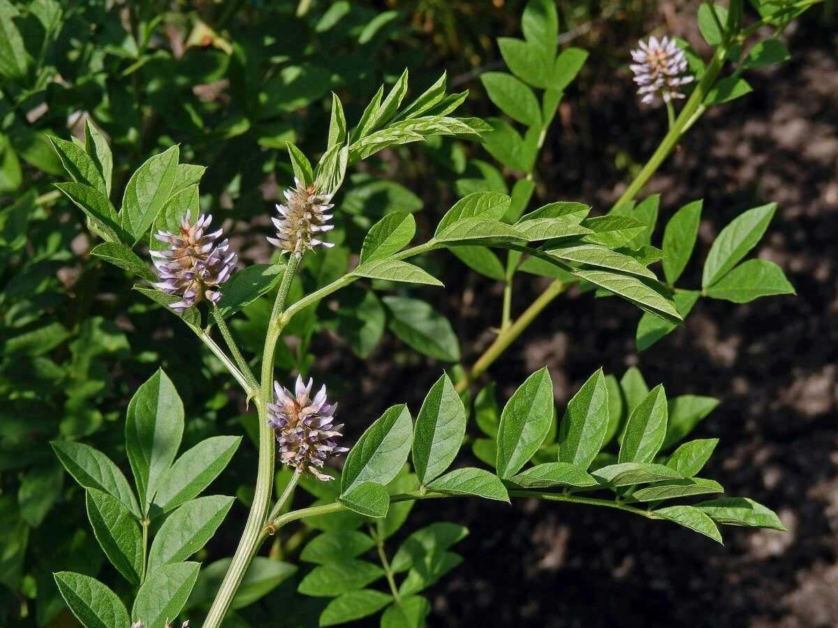 Солодка Уральская — Glycyrrhiza uralensis Fisch.