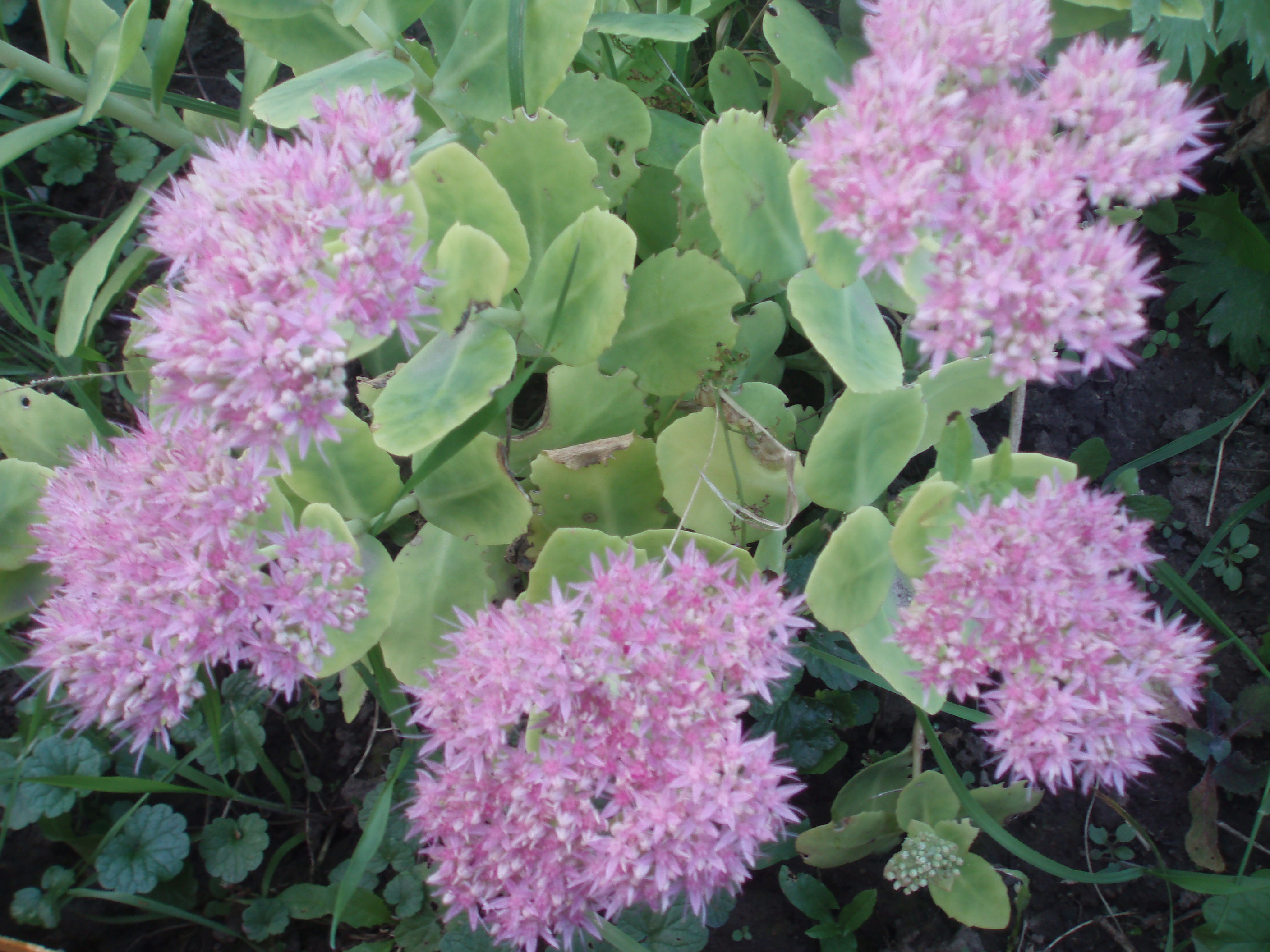 Очиток цветок садовый многолетний фото посадка и уход в открытом грунте