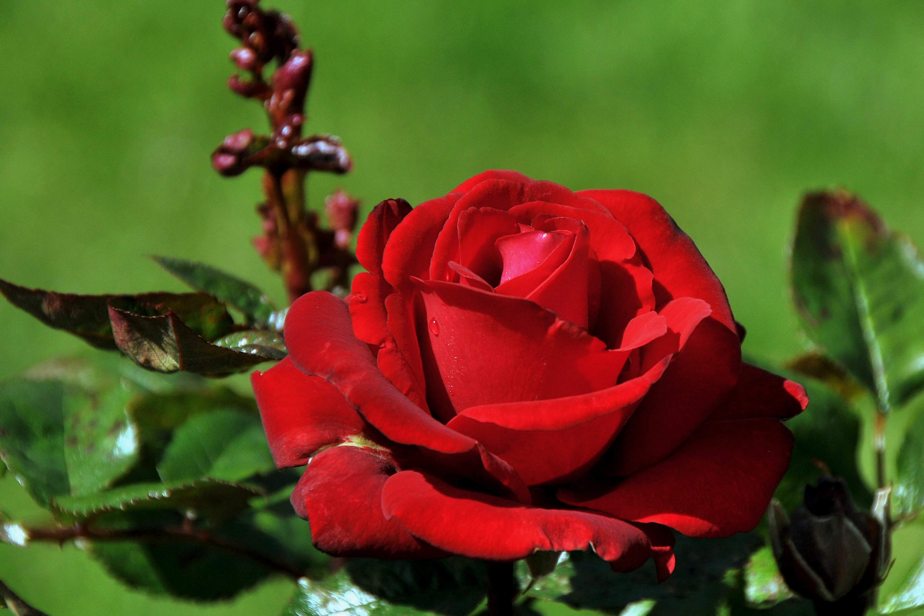 Цветок Роза