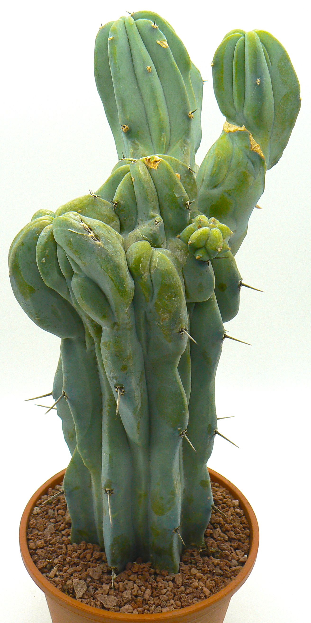 Кактус Myrtillocactus geometrizans