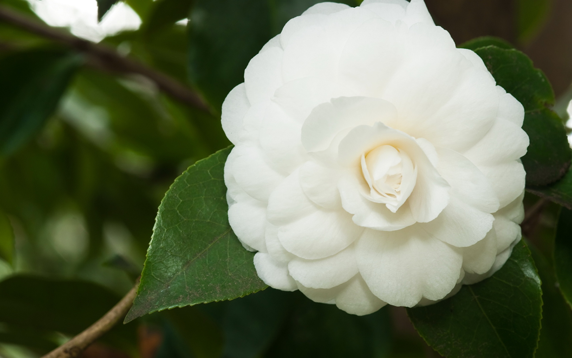 Камелия белая цветок
