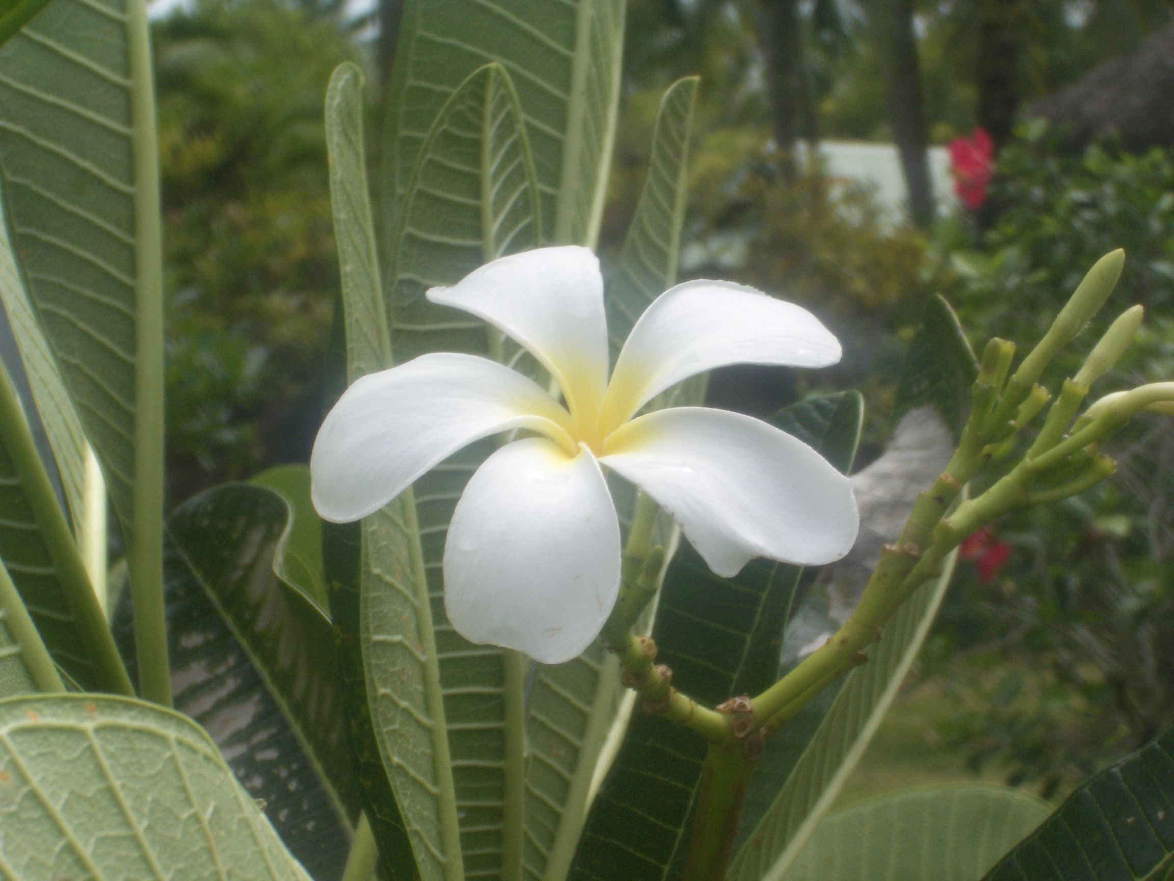 Цветок тиары Полинезия