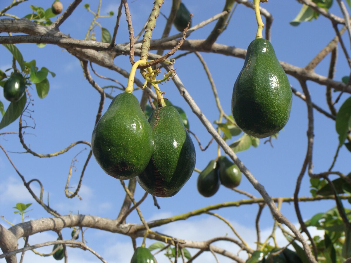 Авокадо дома фото