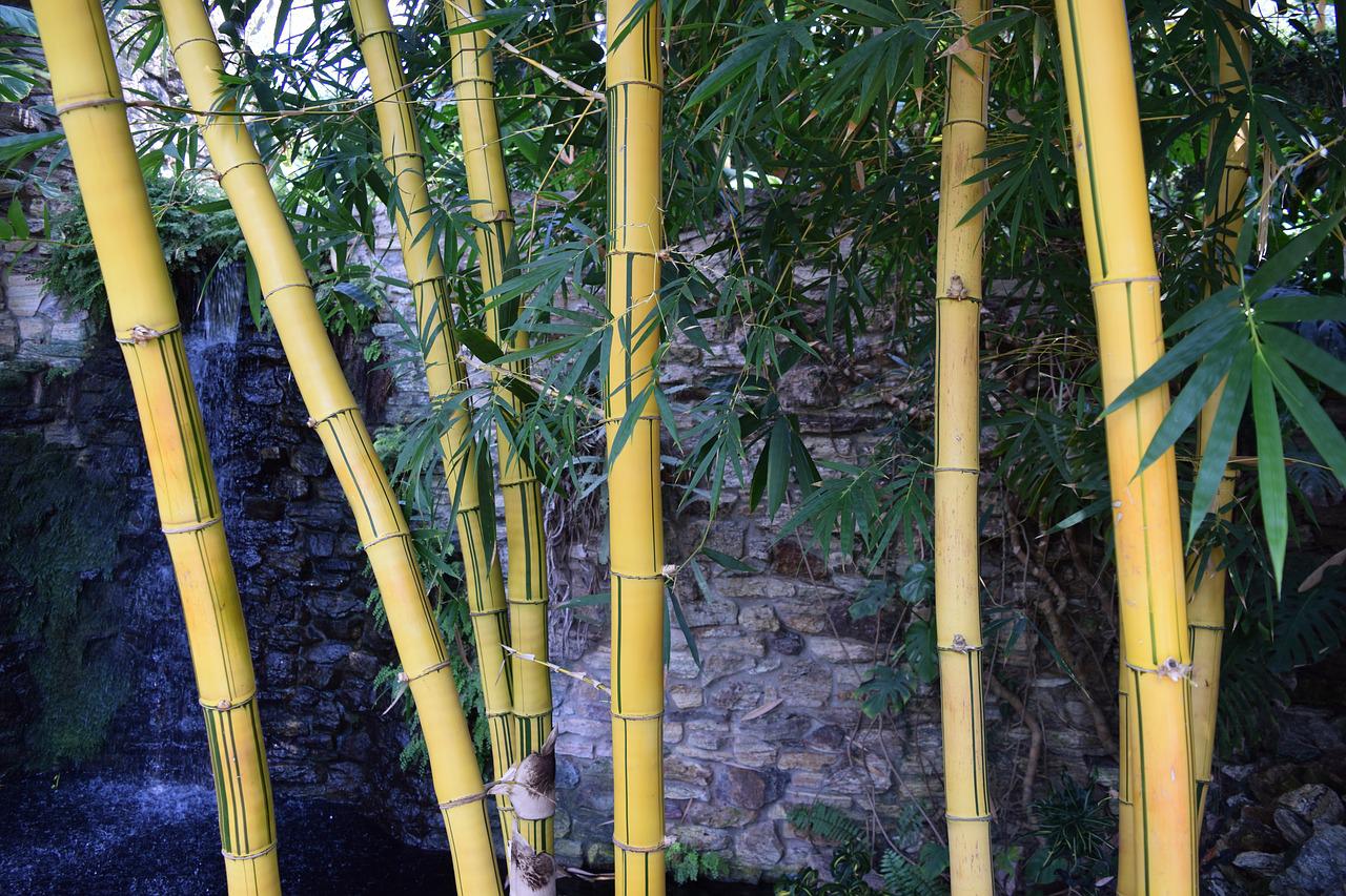 Китайские Тропик бамбук-тростник
