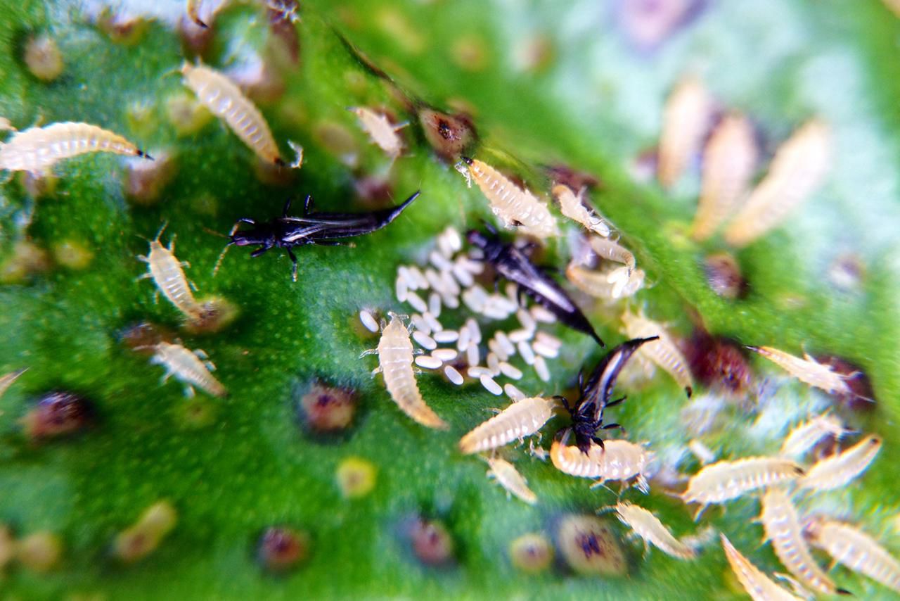 Западный цветочный трипс личинка