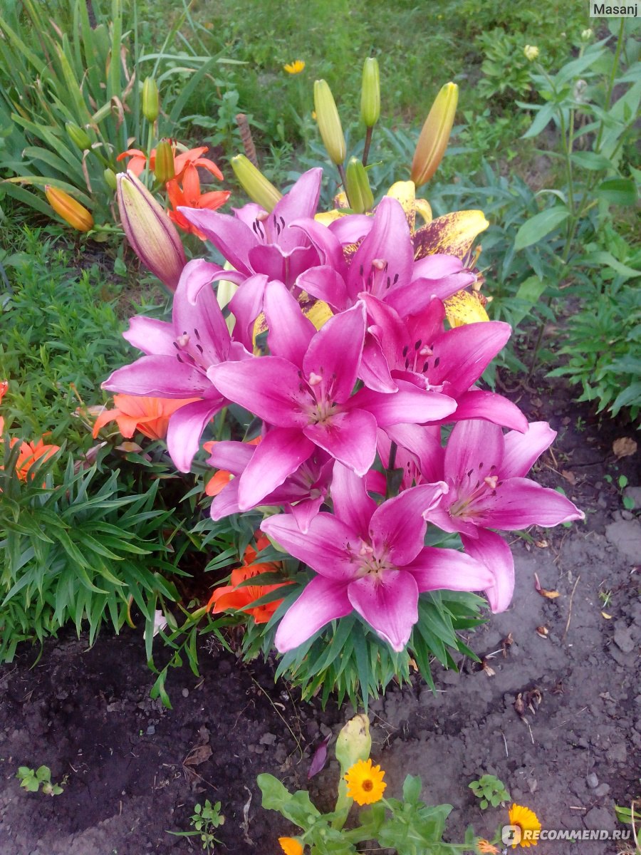 Лилия цветок садовый