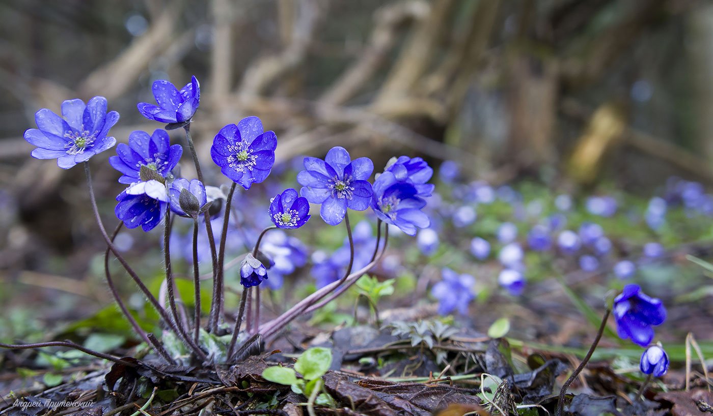Маленькие синие цветочки в лесу