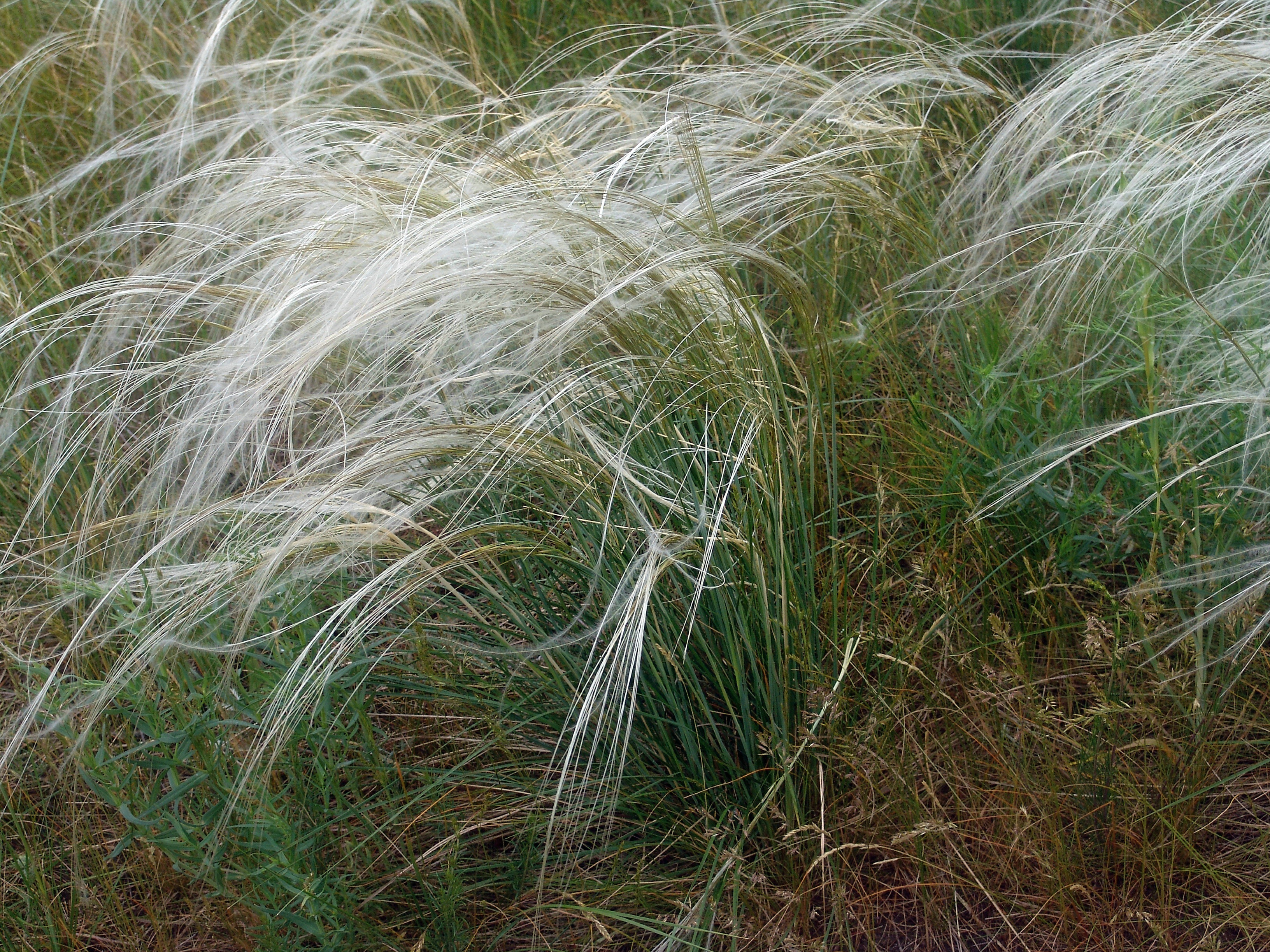 Ковыль перистый (Stipa pennata)