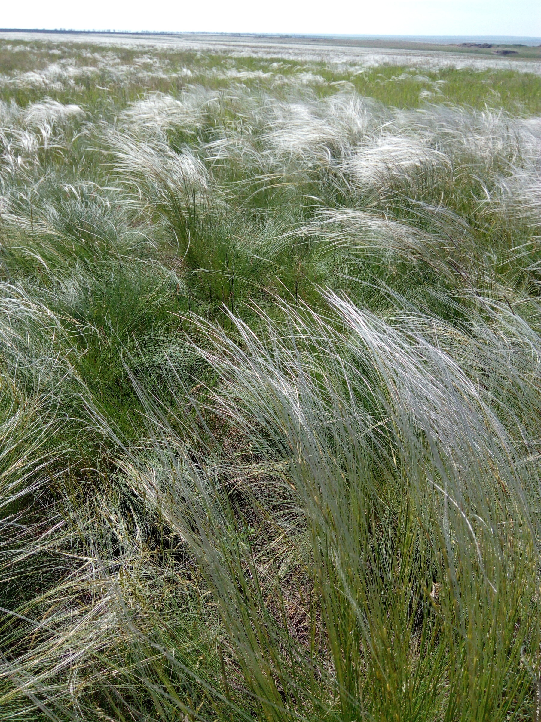 Stipa Rubens ковыль