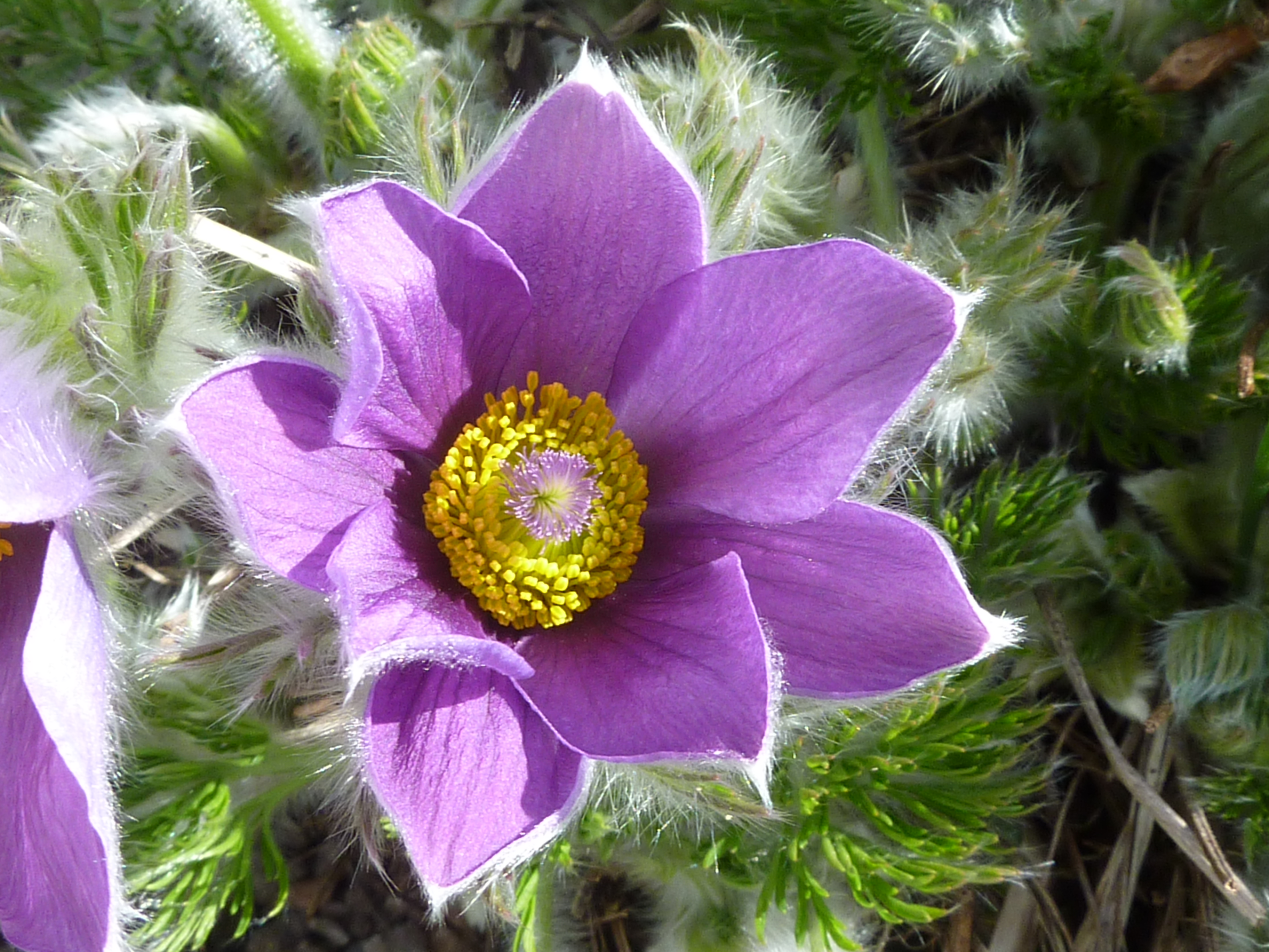 Прострел обыкновенный (Pulsatilla vulgaris)