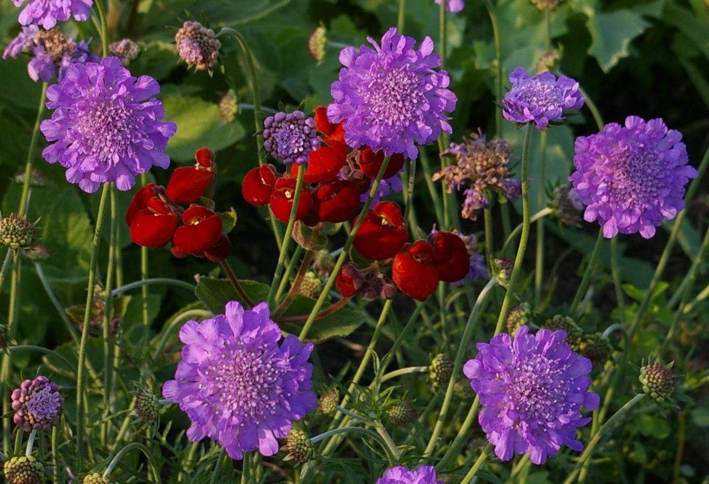 цветы скабиоза посадка и уход фото