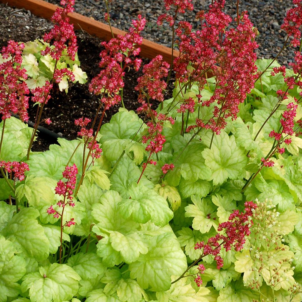 Гейхера Heuchera Tokyo