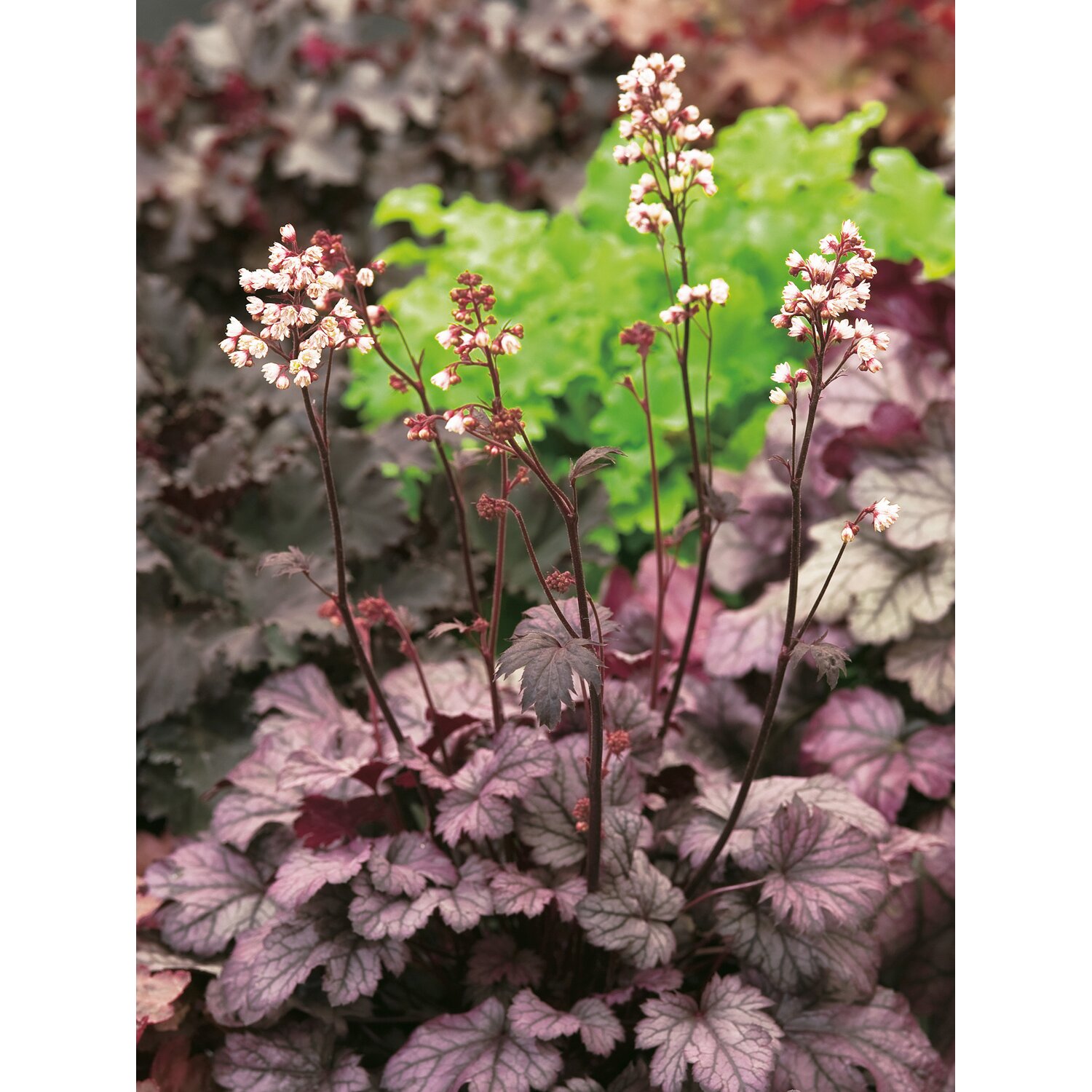 Гейхера Heuchera Shanghai