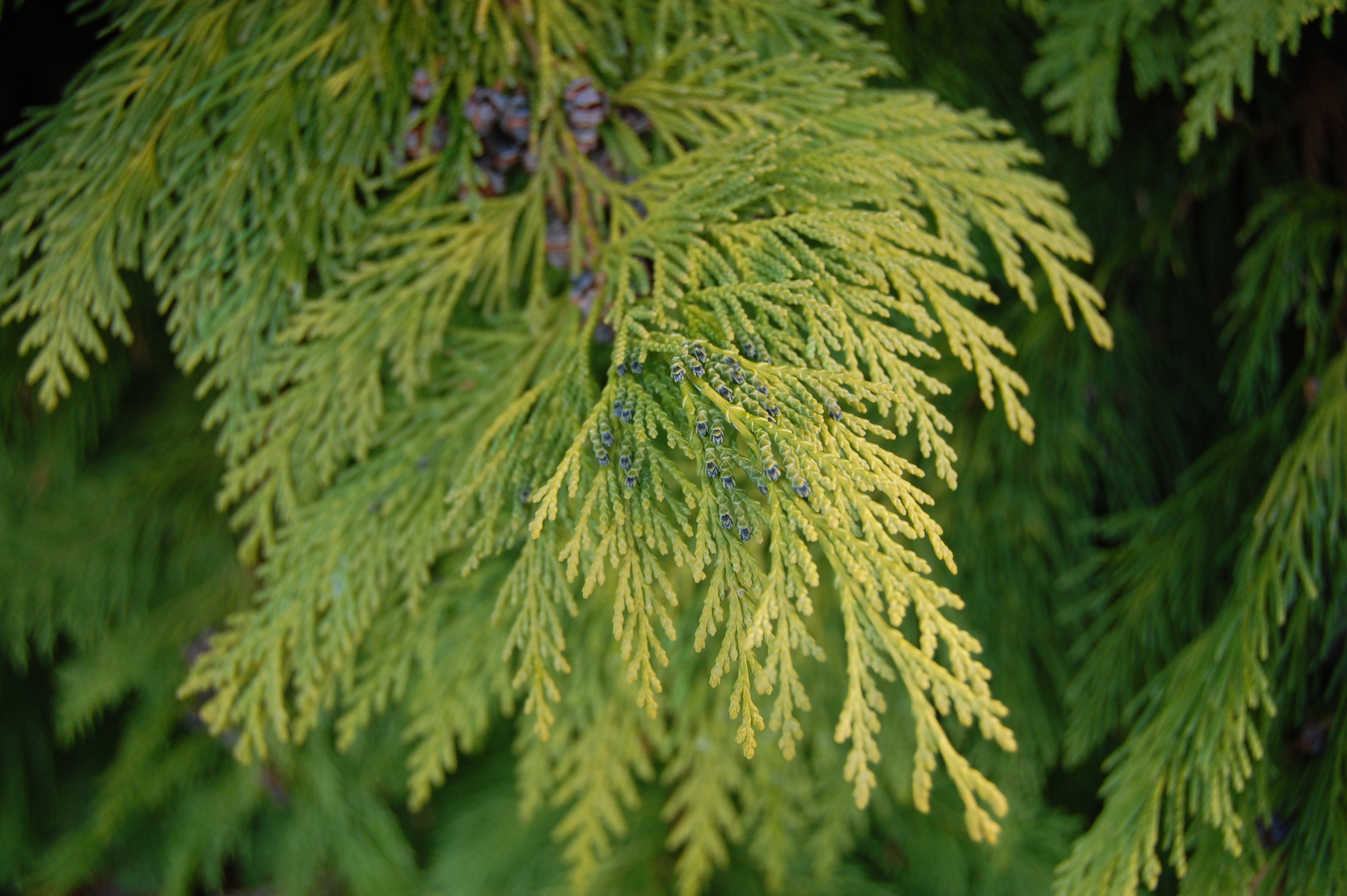 Chamaecyparis lawsoniana 'Rijnhof'