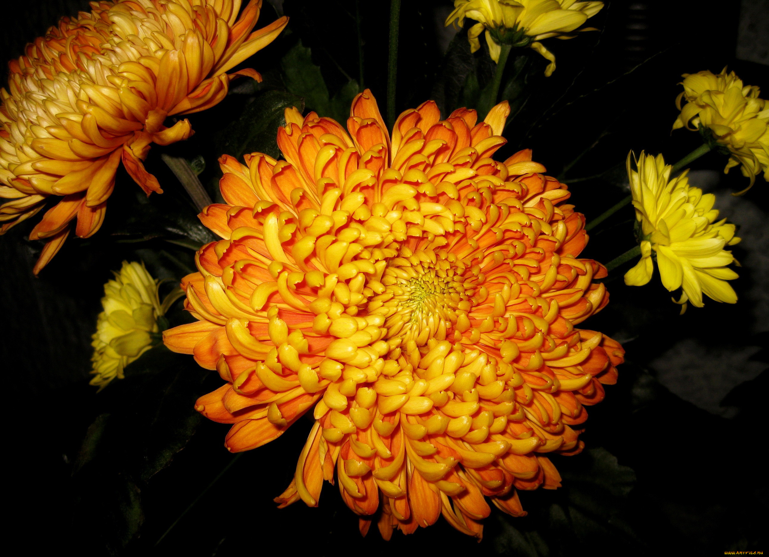 хризантема аннушка фото
