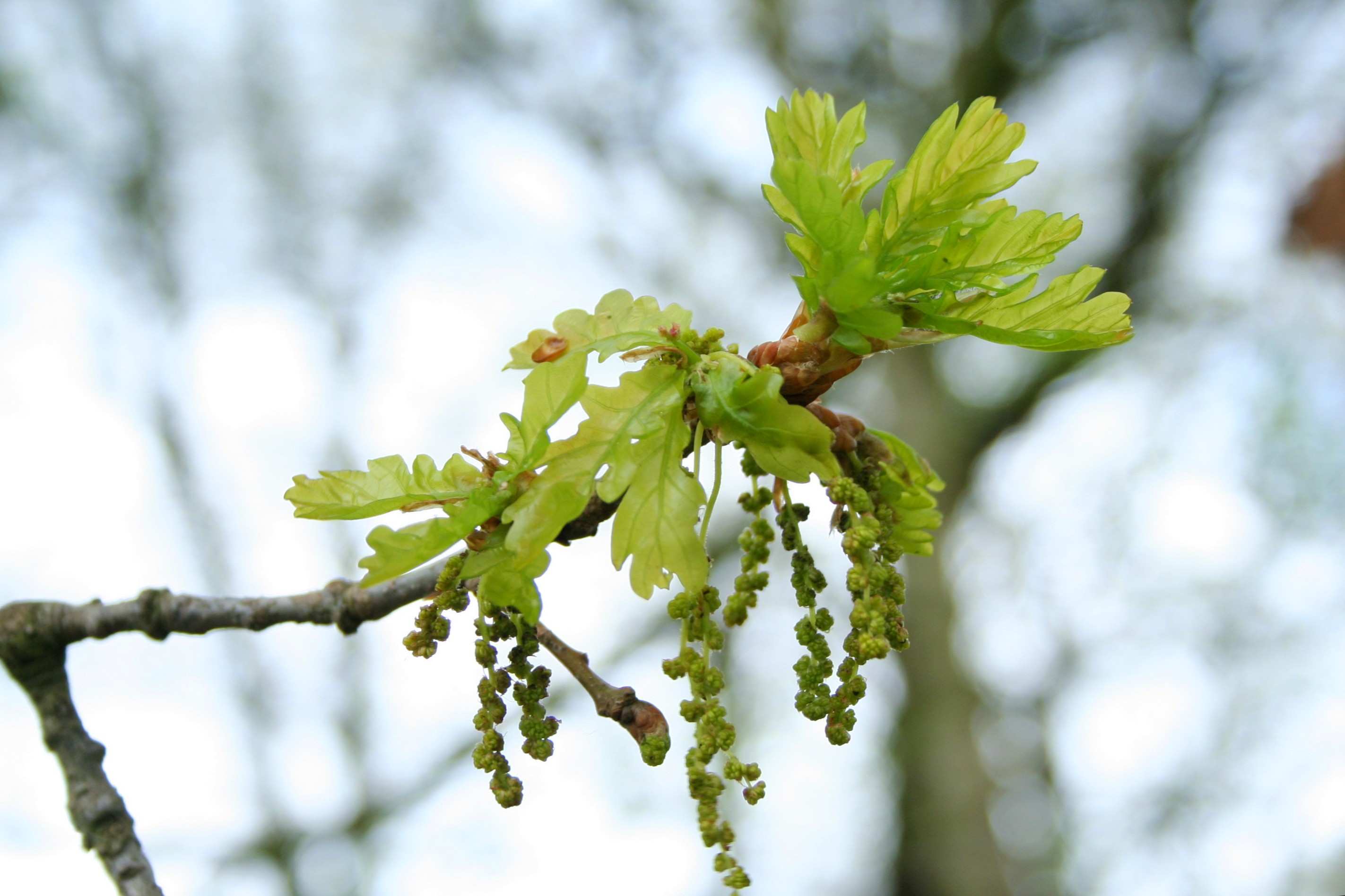 Дуб черешчатый (Quercus Robur)