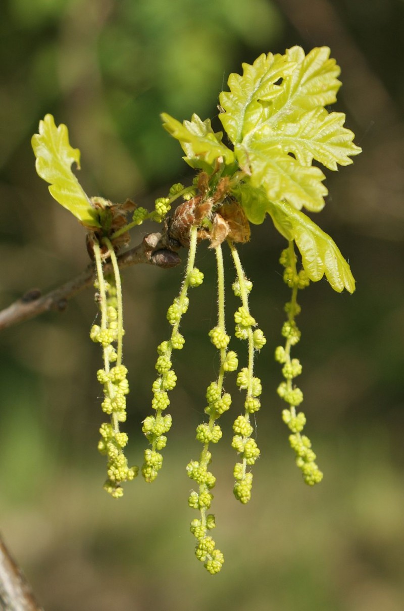 Дуб черешчатый (Quercus Robur)