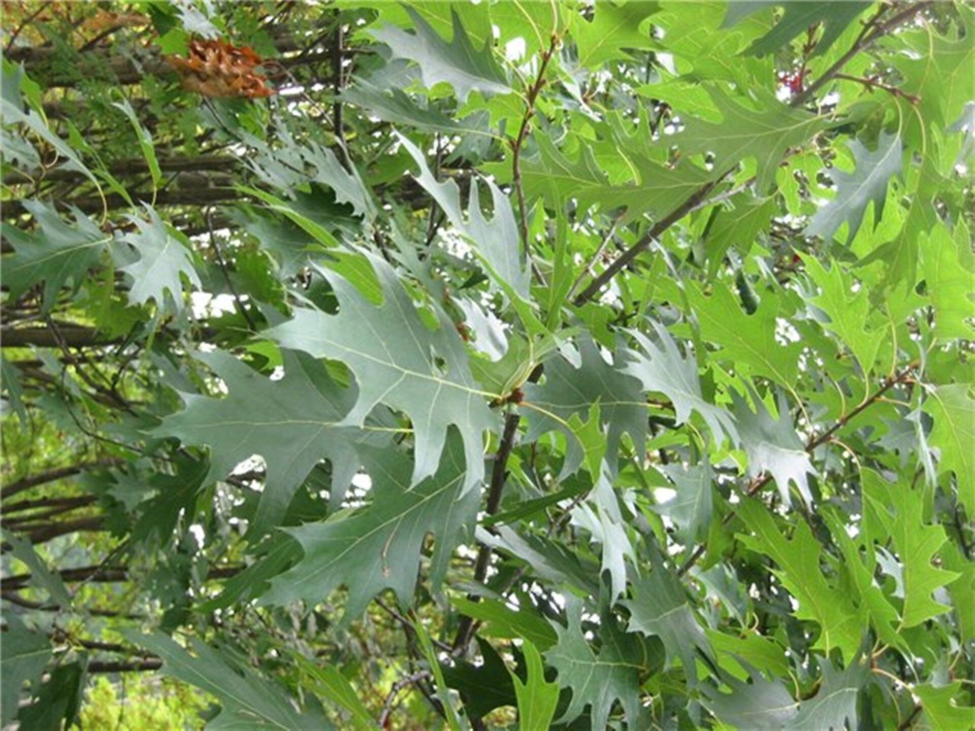 Quercus Robur ареал в России