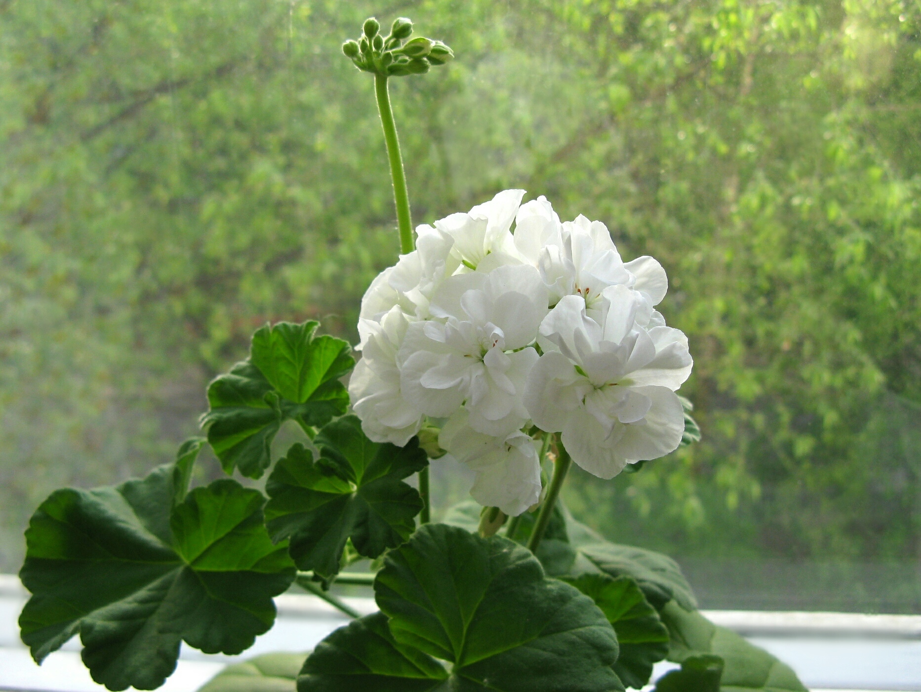 Пеларгония (Pelargonium)