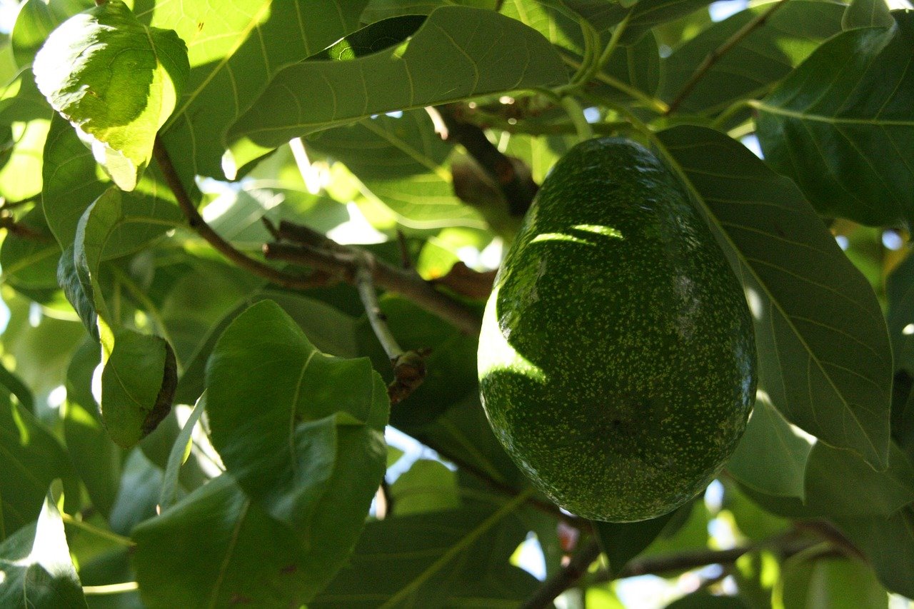 Авокадо дерево