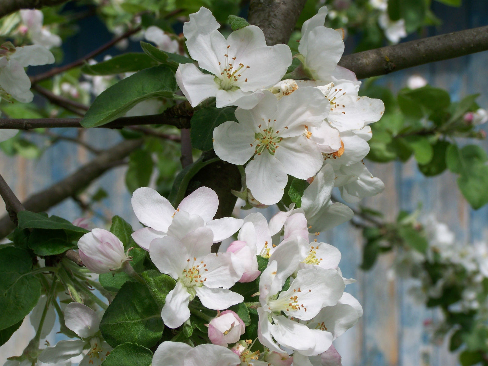 Цветущая яблоня Малиновка