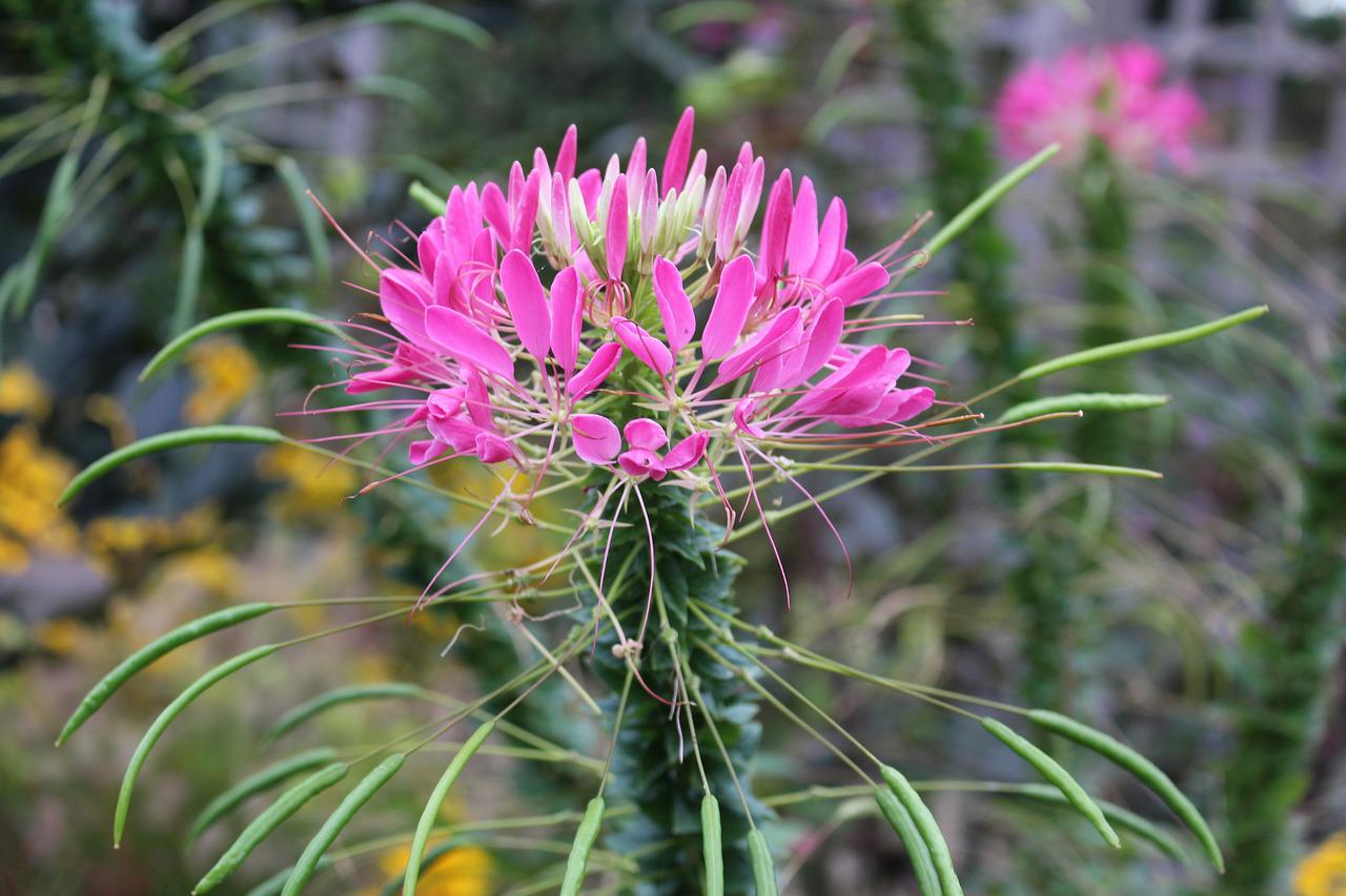 Клеома колючая Cleome spinosa