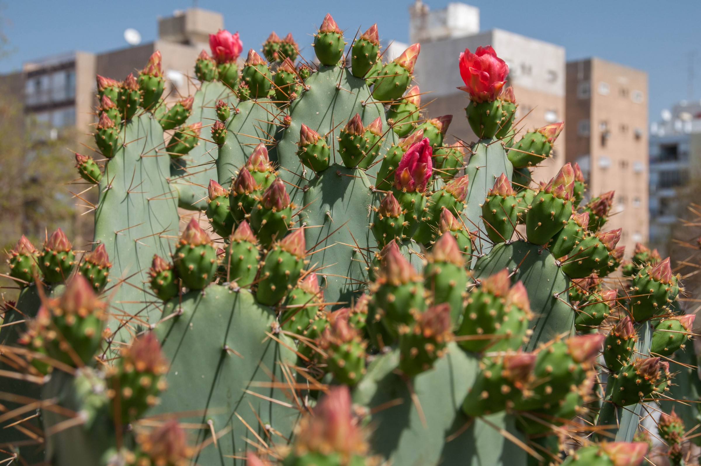 Опунция (Opuntia)