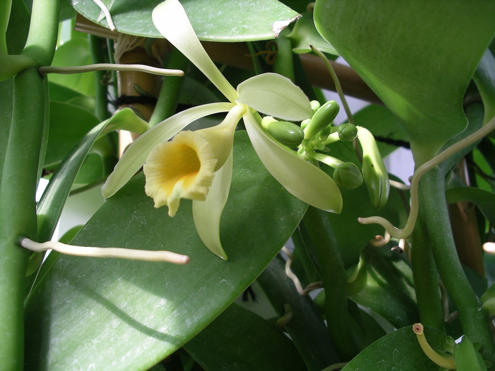Орхидея ваниль планифолия