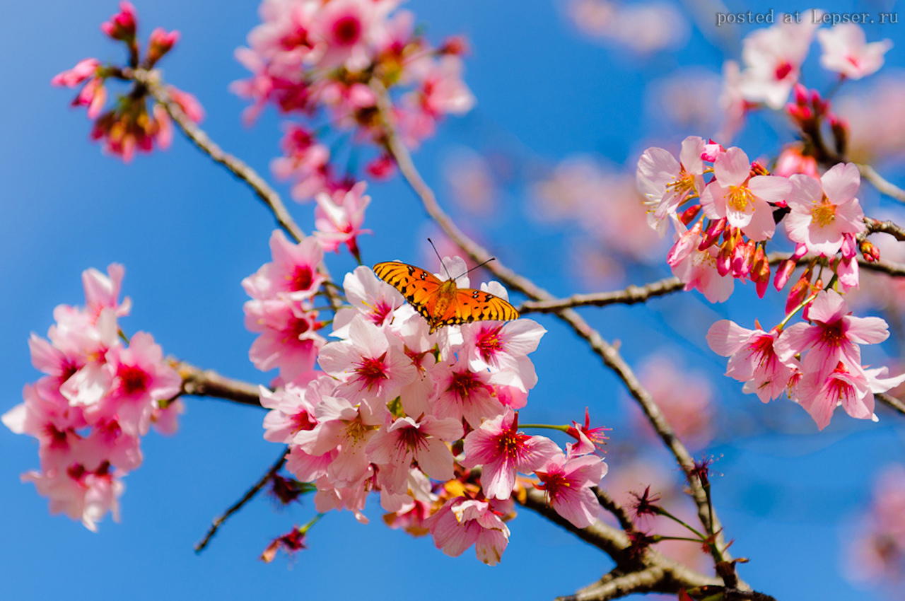 Картинки цветущей Сакуры