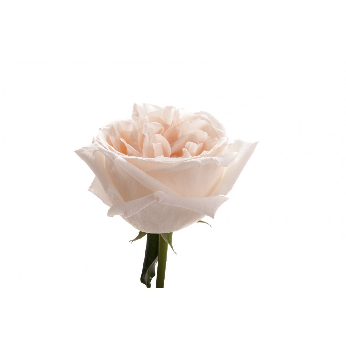 Роза кустовая пионовидная белая Вайт о Хара