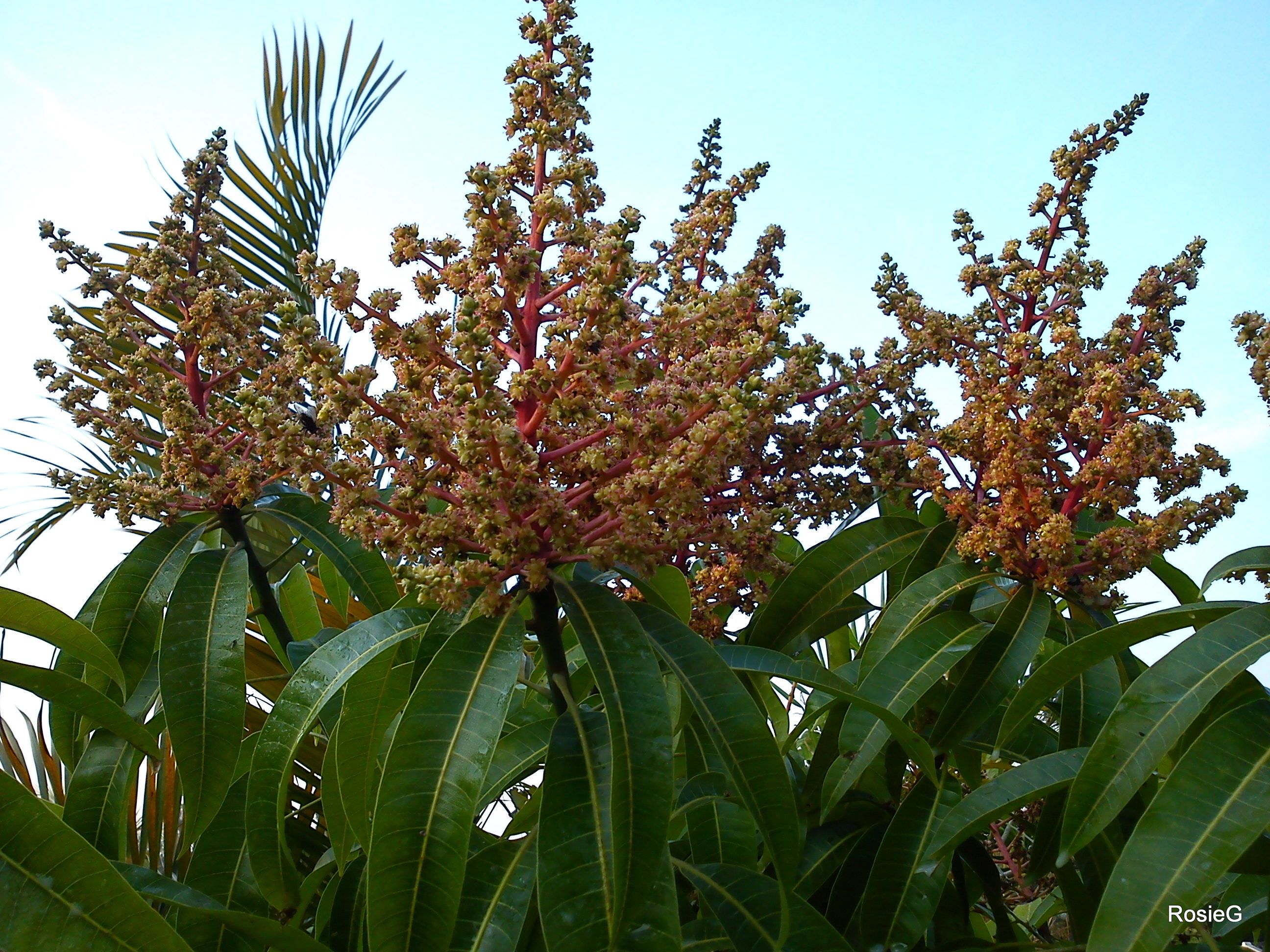 Цветущее дерево манго