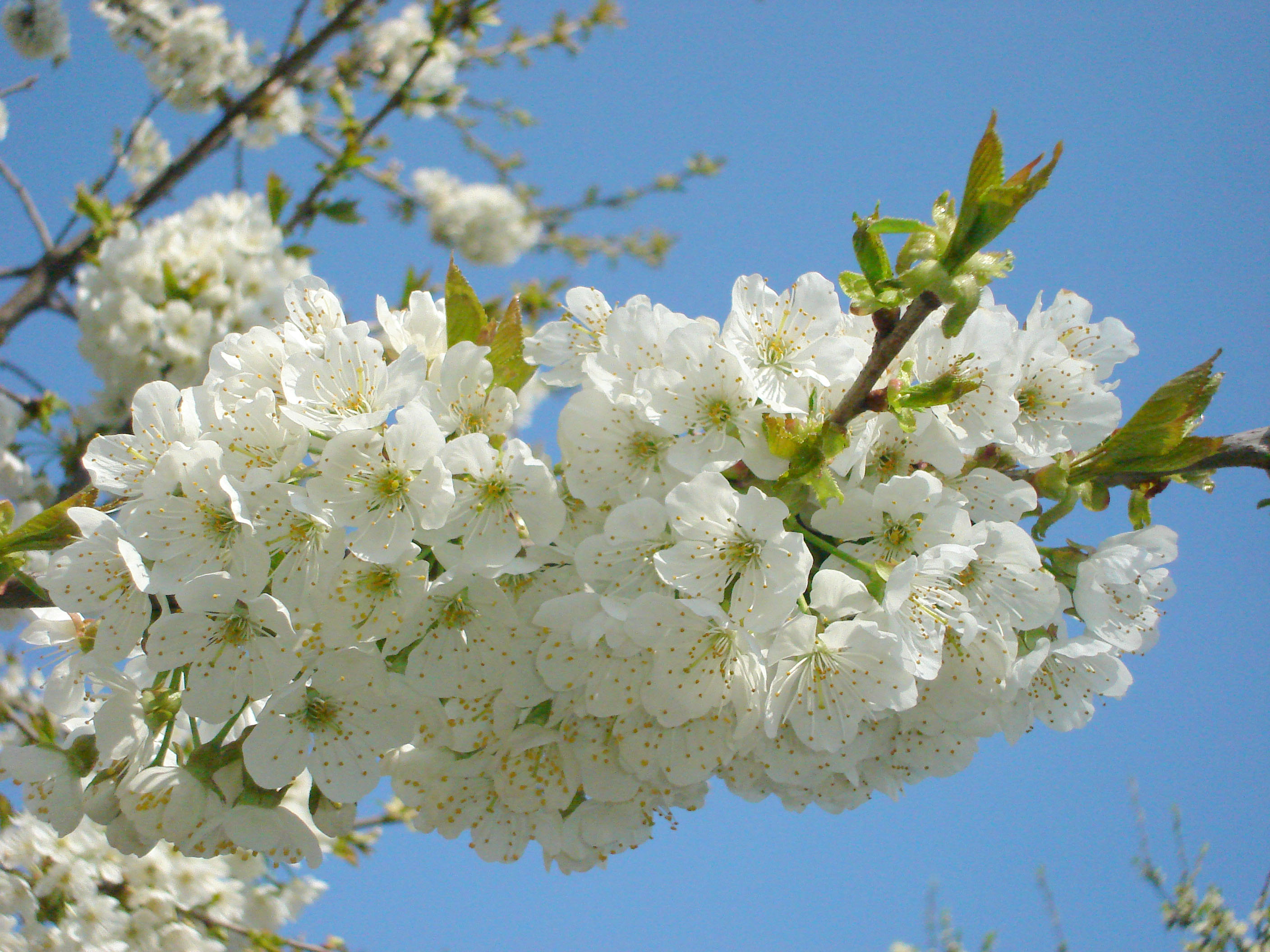 Черешня дерево цветение