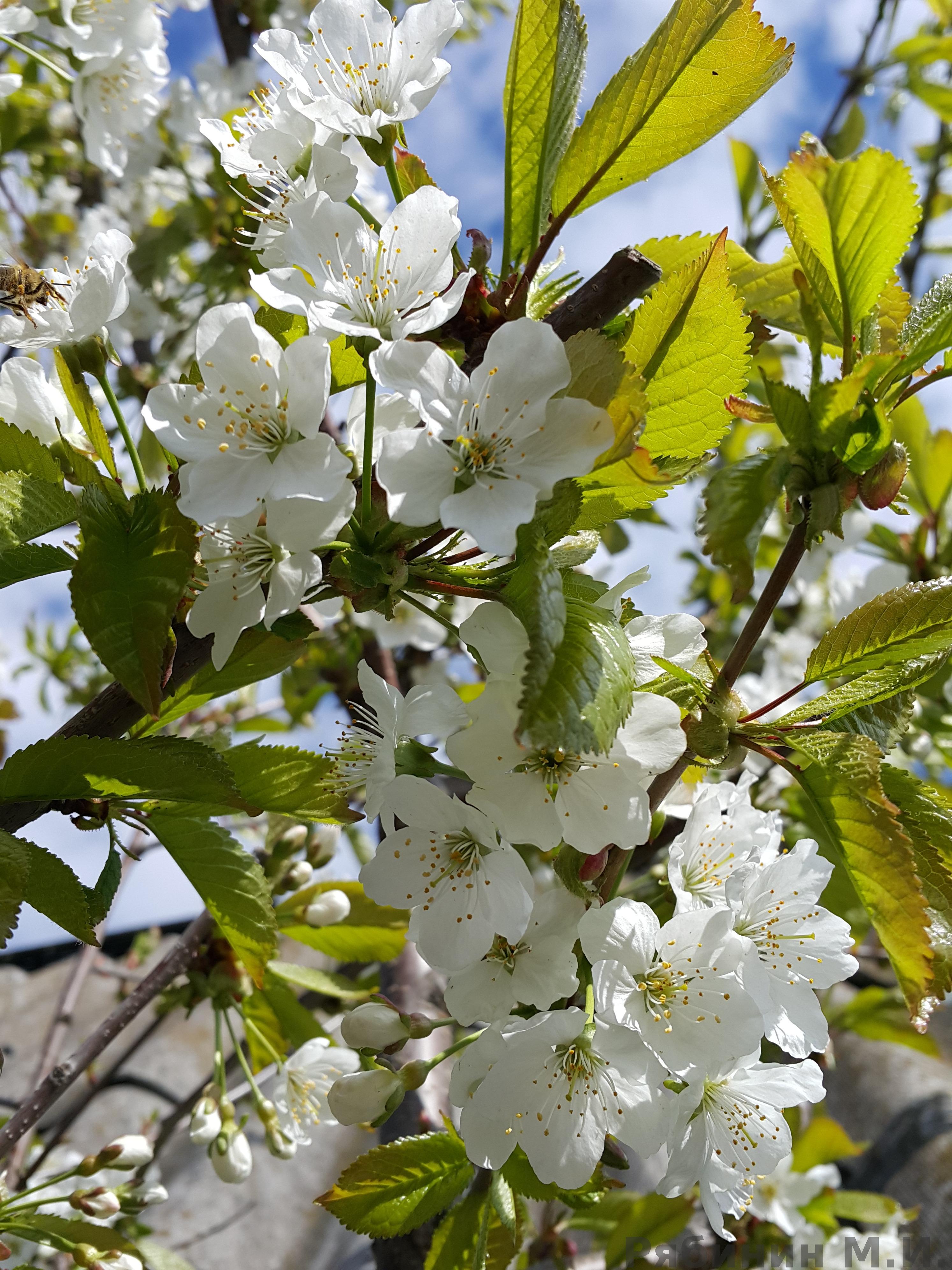 Черешня цветёт дерево Анапа