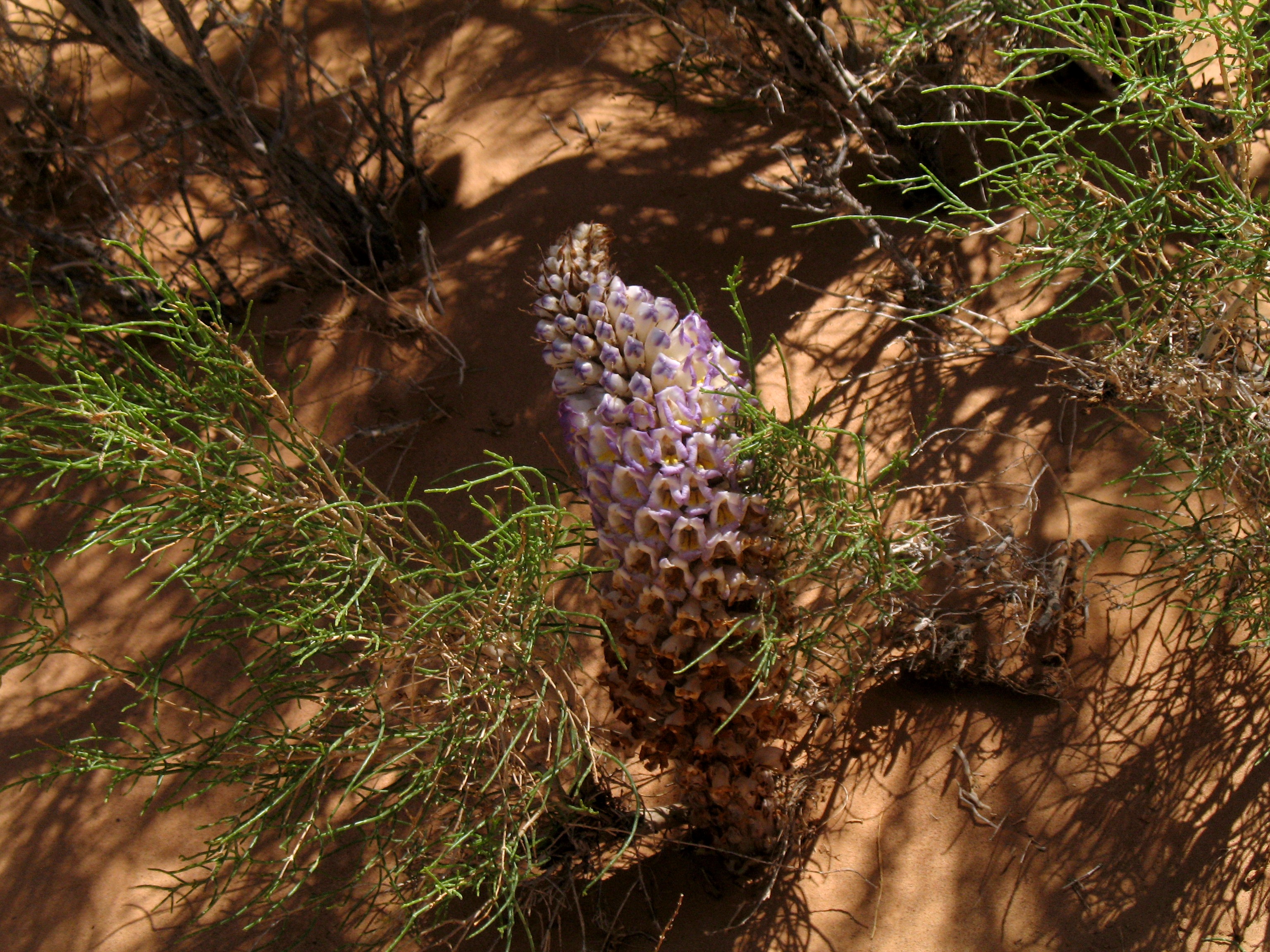 Саксаул растение пустыни цветение