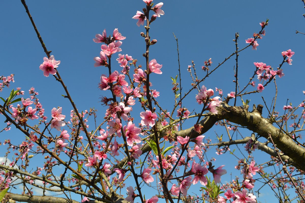 Цветущий персик дерево
