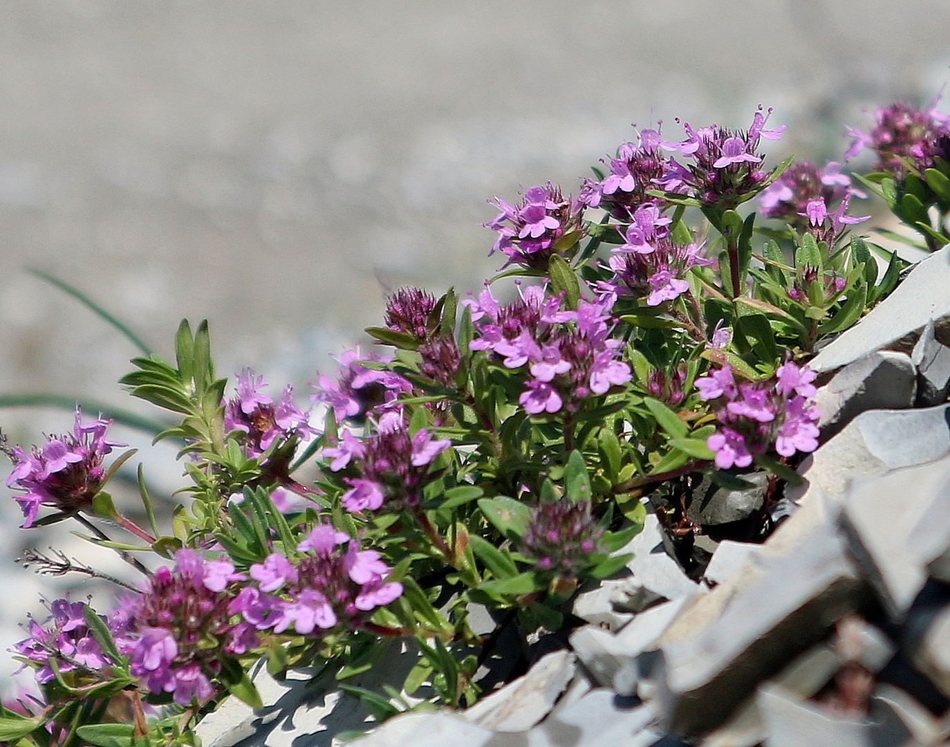 Тимьян Thymus меловой