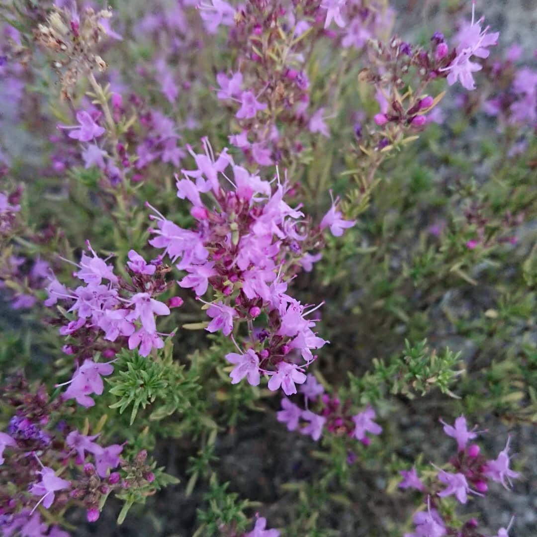 Тимьян красивенький Thymus pulchellus