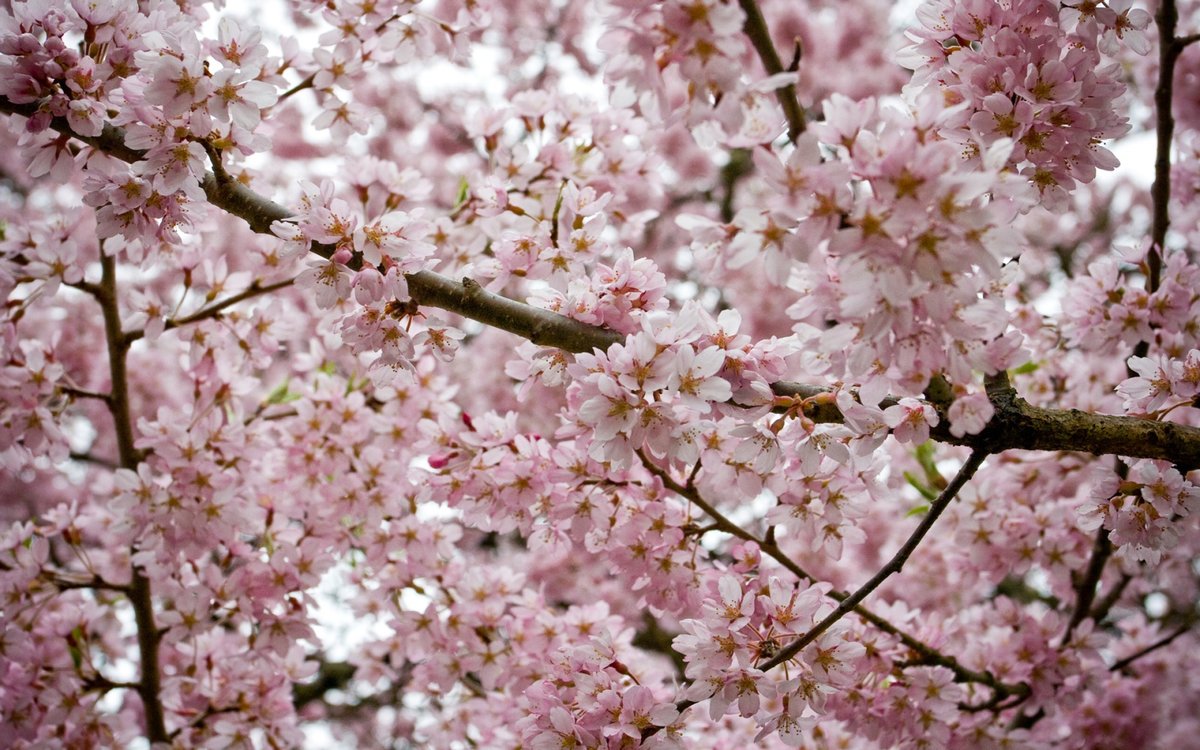 Черешня дерево цветет